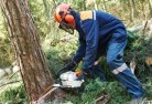 Oakleigh Southtree-felling-services-21.jpg; ?>
